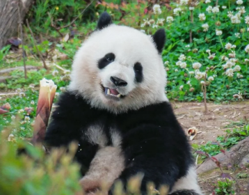 Heart of Chengdu+Qingcheng Mountain 3-day tour